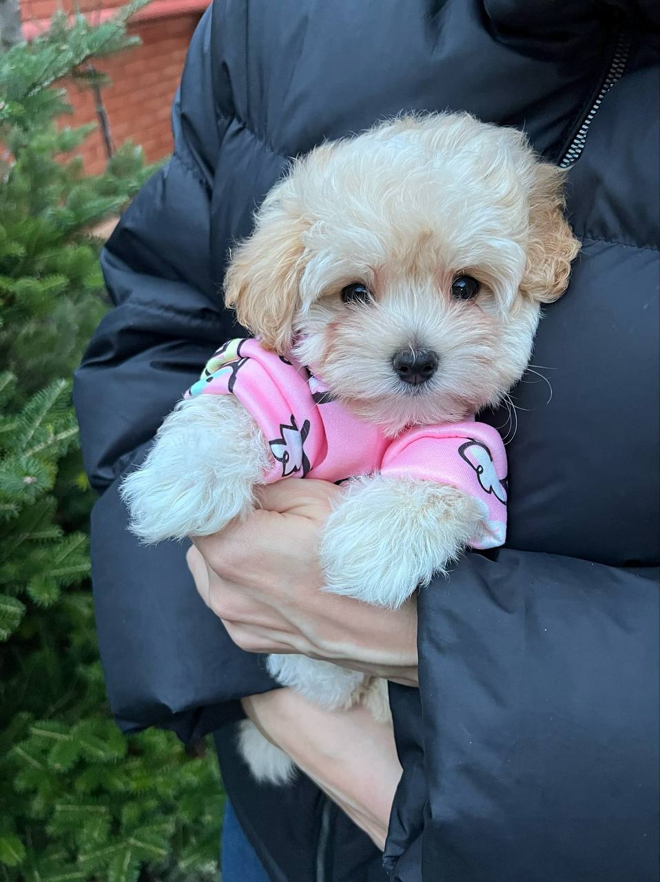 Angel - Maltipoo Maltipoo puppy from CuddleMaltis