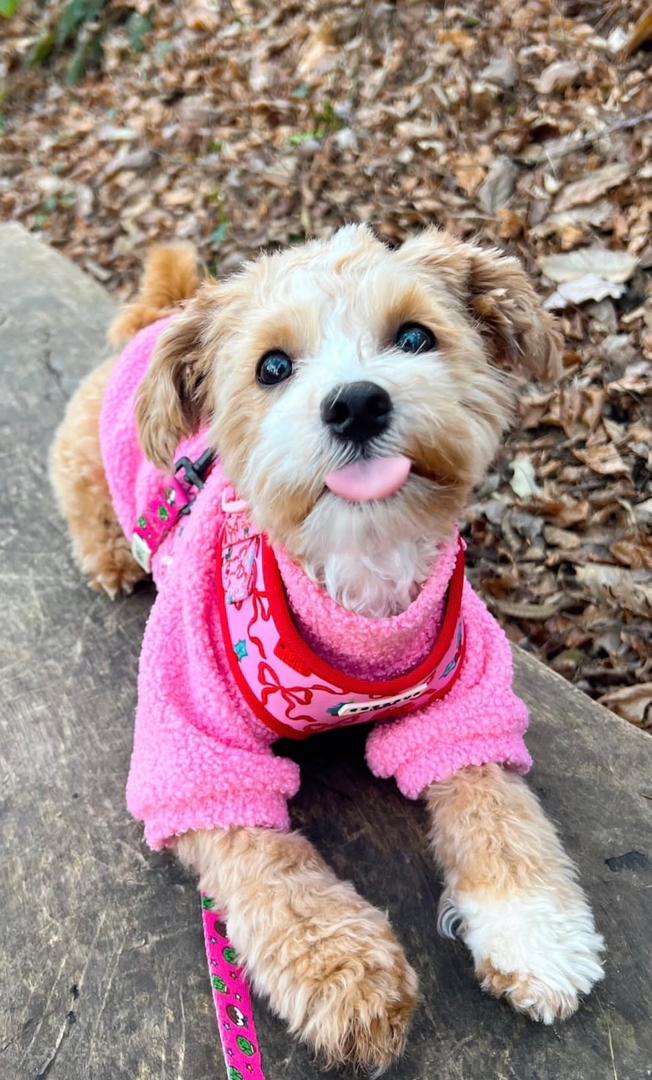 Bean - Maltipoo puppy for sale at CuddleMaltis