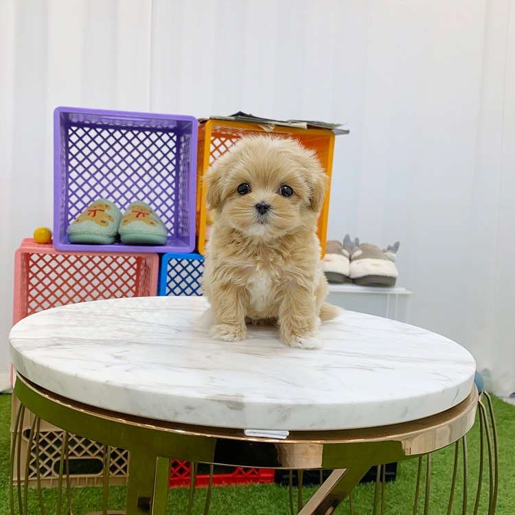 Belle - Maltipoo puppy for sale at CuddleMaltis
