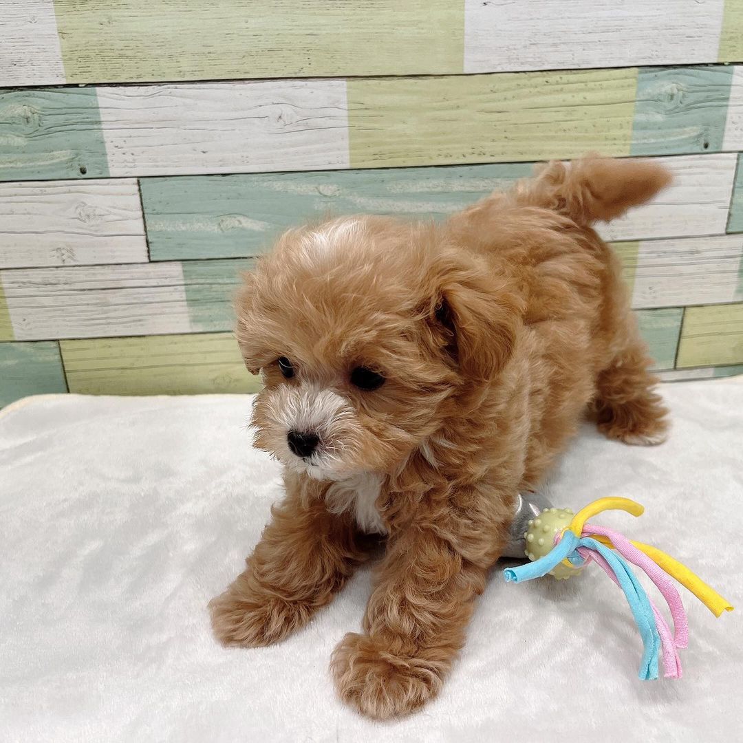 Coco - Maltipoo puppy for sale at CuddleMaltis