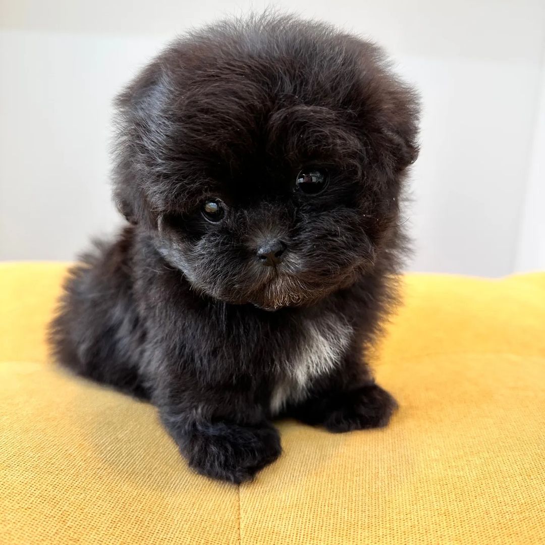 Cooper - Maltipoo puppy for sale at CuddleMaltis