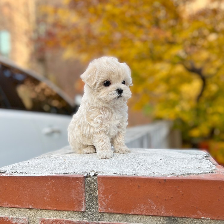 Coy - Maltipoo puppy for sale at CuddleMaltis