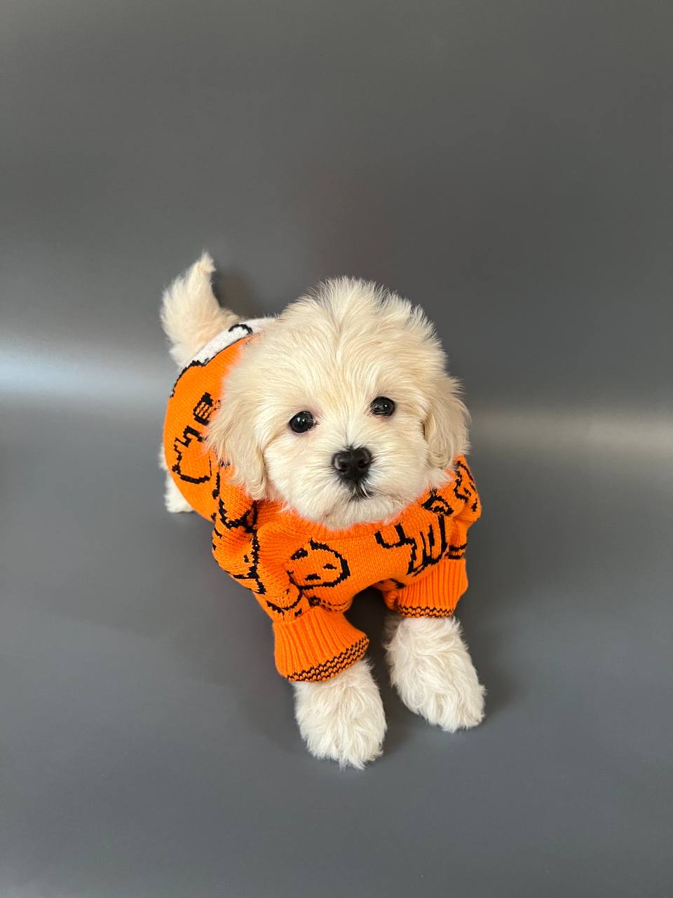 Max - Maltipoo puppy for sale at CuddleMaltis
