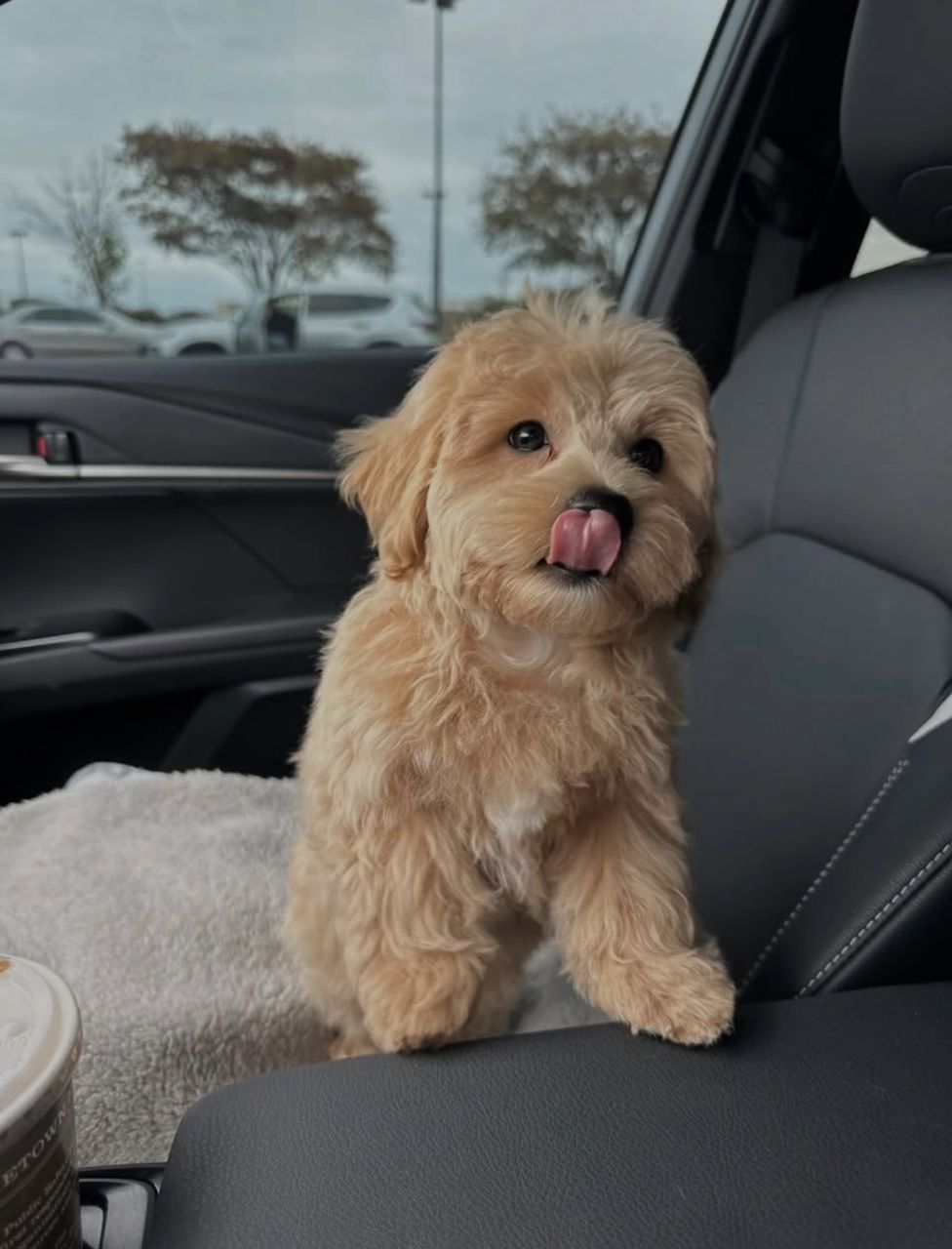 Mia - Maltipoo Maltipoo puppy from CuddleMaltis
