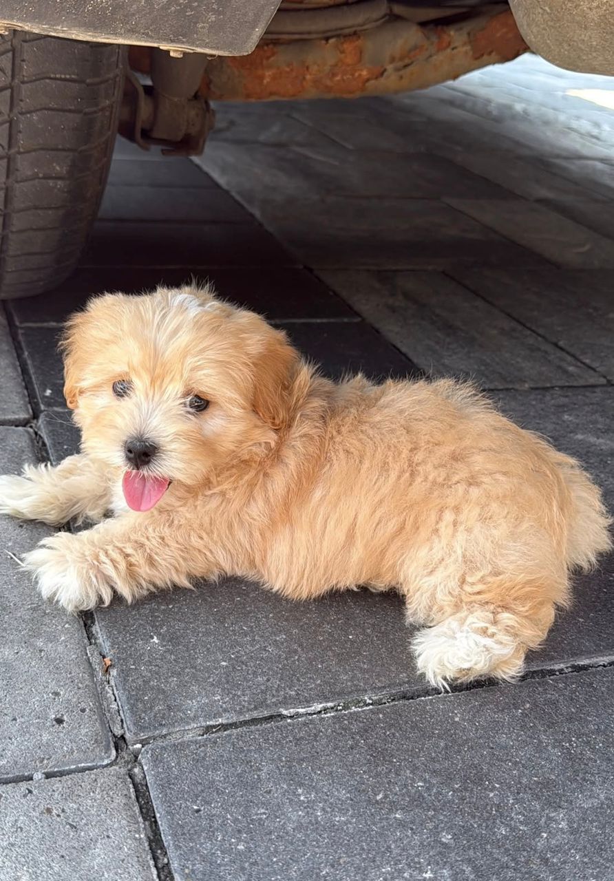 Roy - Maltipoo Maltipoo puppy from CuddleMaltis