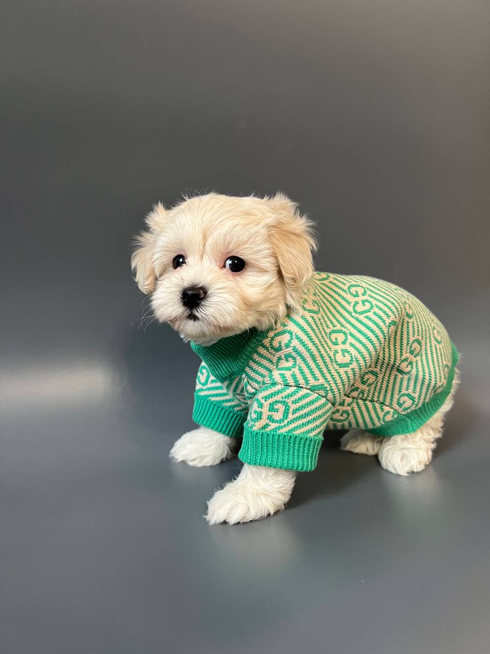 Sean - Maltipoo puppy for sale at CuddleMaltis