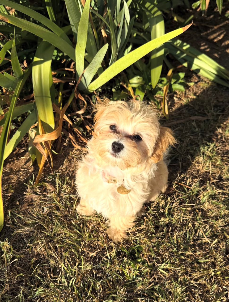 Sunni - Maltipoo puppy for sale at CuddleMaltis